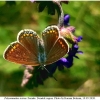 polyomm icarus female9 don